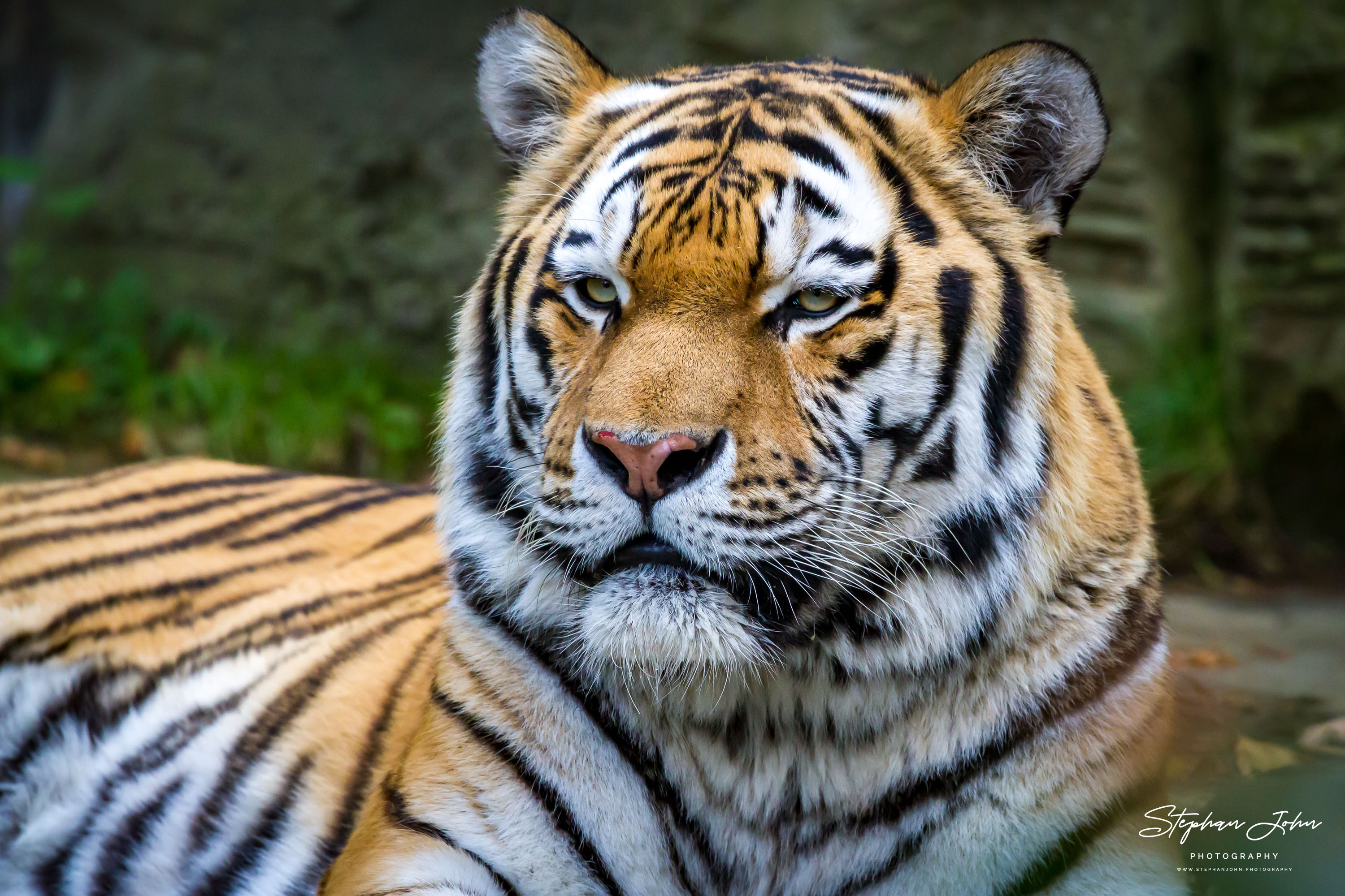 Amurtieger im Zoo in Leipzig