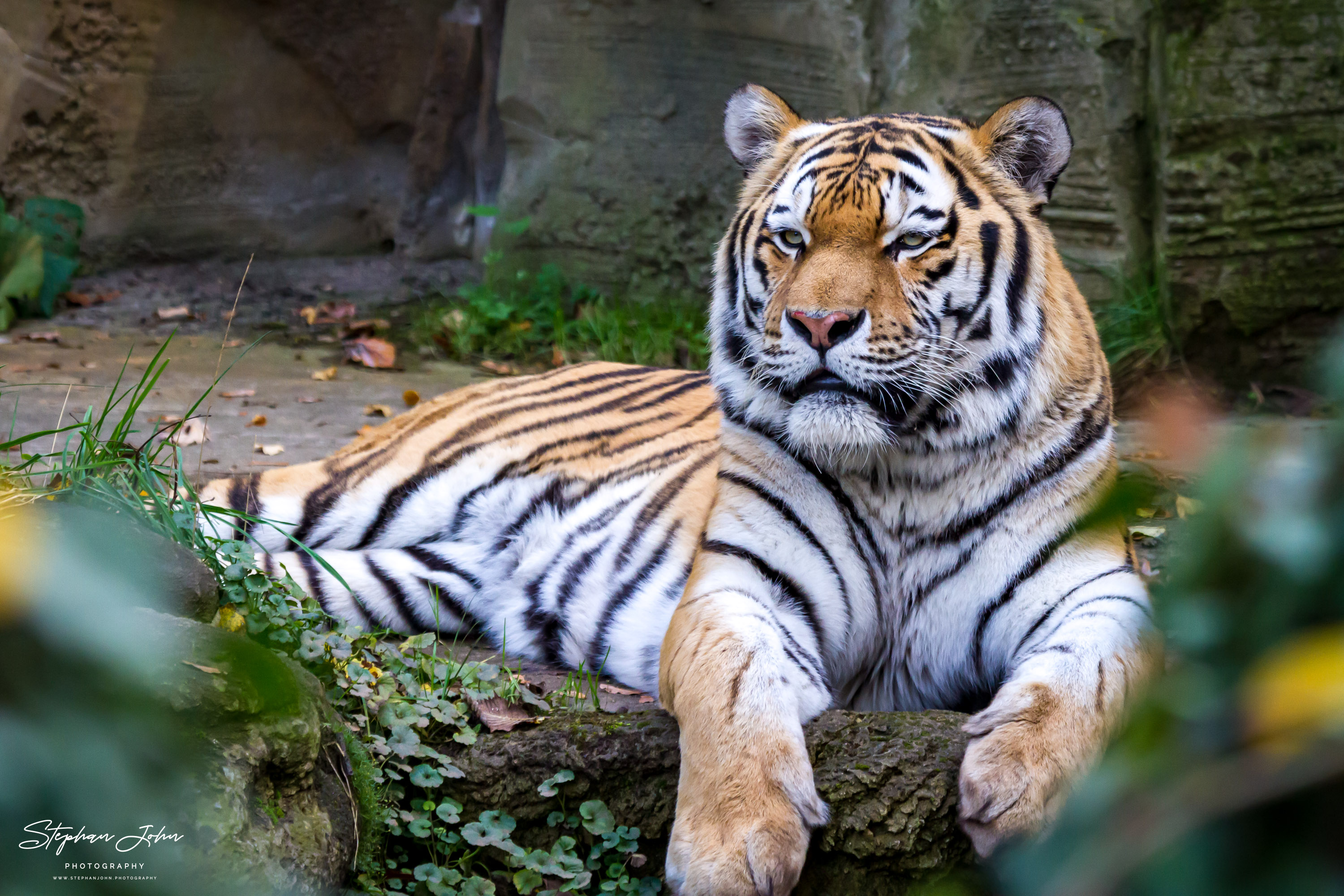 Amurtieger im Zoo in Leipzig