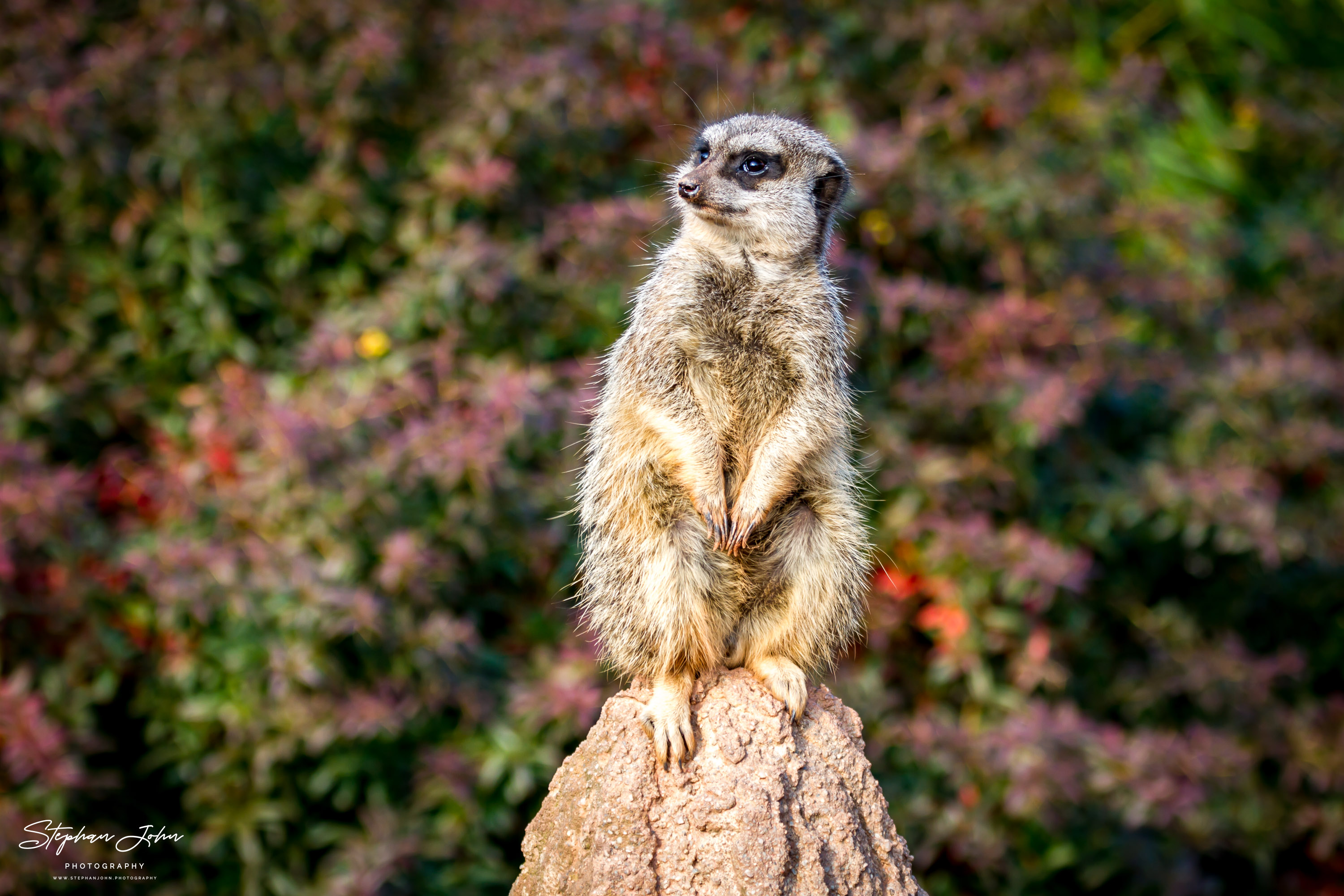 Erdmännchen im Zoo in Leipzig