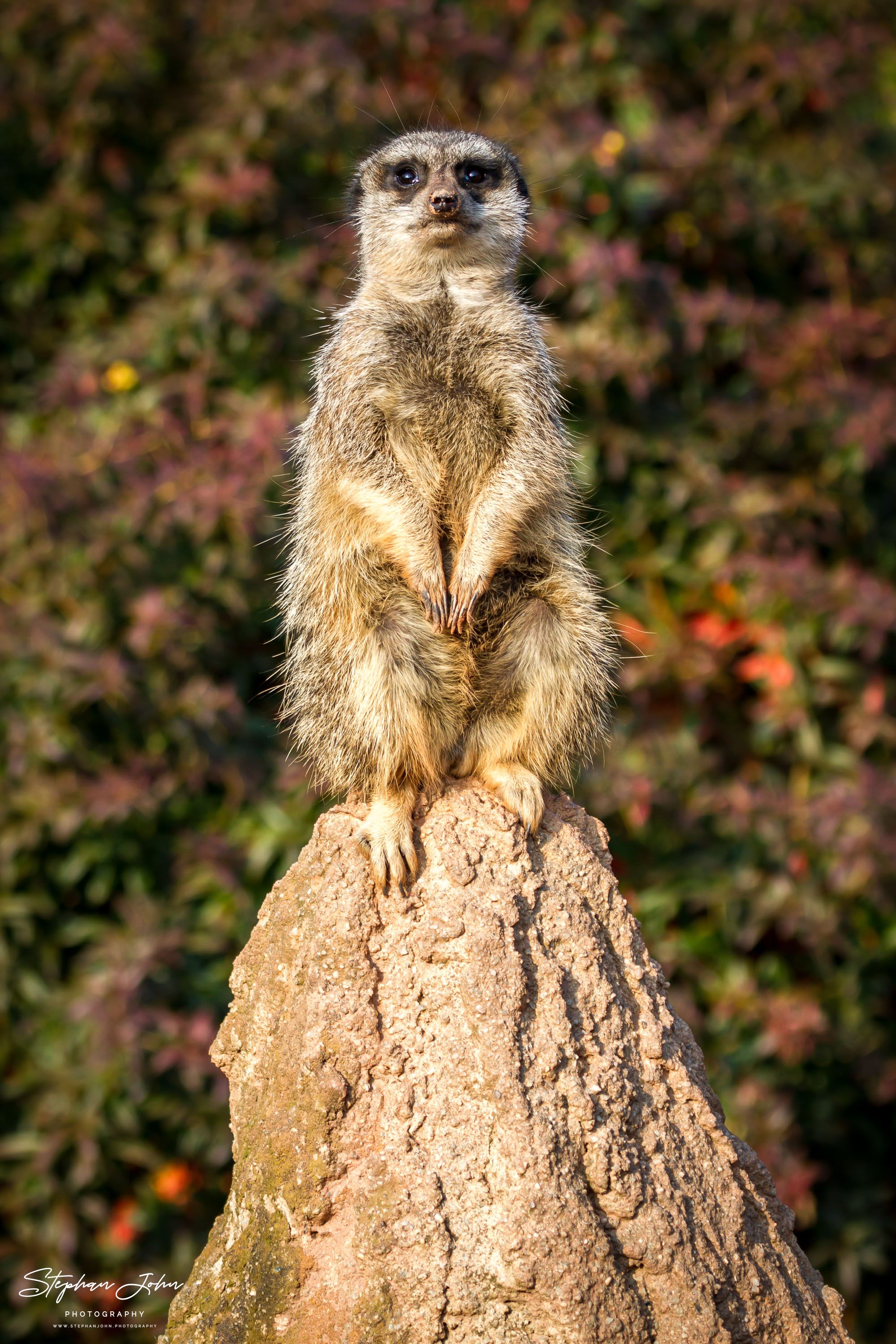 Erdmännchen im Zoo in Leipzig