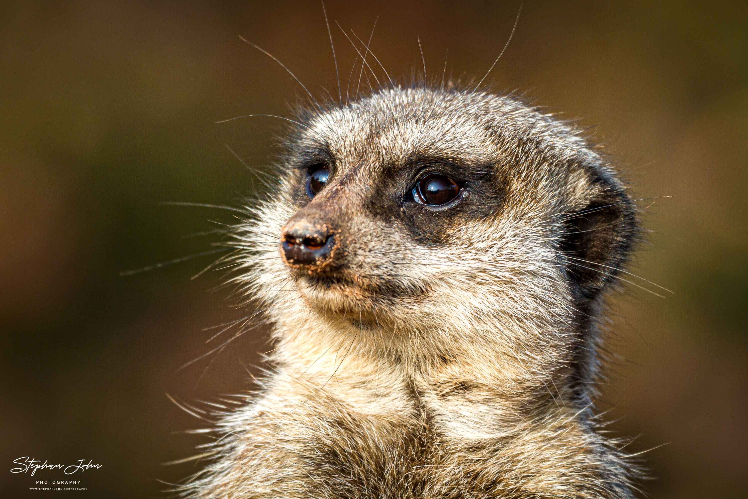 Erdmännchen im Zoo in Leipzig