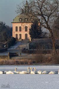 Schwäne vor dem Fasanenschlösschen