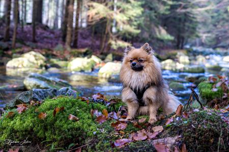 Karli im Riesengebirge